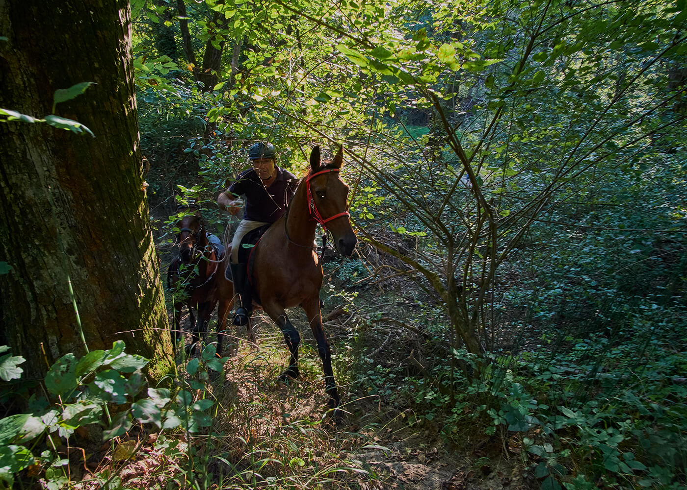 Optional activity, horseback riding nea